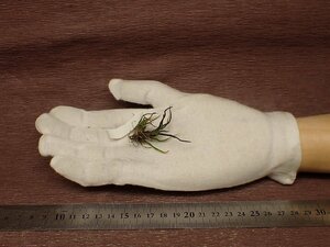 Tillandsia bulbosa 'Mini Brazil'chi Ran jia*brubo-sa Mini Brazil * air plant TI