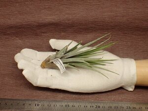 Tillandsia propagulifera チランジア・プロパグリフェラ■エアプランツBR