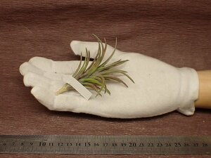 Tillandsia neglecta 'Rubra'chi Ran jia*ne серый ktarubla# воздушный растения DP