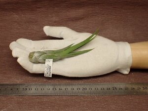Tillandsia paucifolia チランジア・パウシフォリア■エアプランツCO