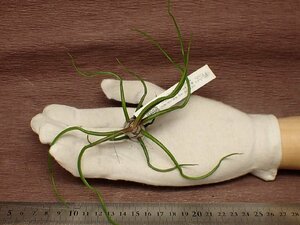 Tillandsia bulbosa 'Belize'chi Ran jia*brubo-sa Berry z# air plant EP