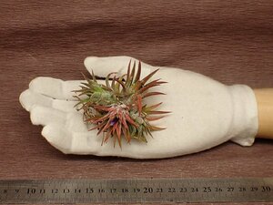 Tillandsia ionantha Mexicanchi Ran jia* Io naan tameki deer n# air plant JD