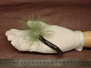 Tillandsia fuchsii f.gracilis チランジア・フックシー グラシリス■エアプランツEP