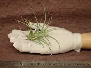 Tillandsia straminea 'Bush' チランジア・ストラミネア ブッシュ■エアプランツTI