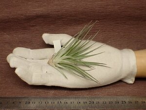 Tillandsia stricta 'Sterling'chi Ran jia* -stroke likta sterling # air plant TI