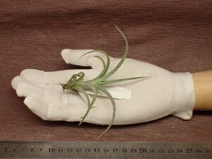 Tillandsia barfussii x T.intermedia ■エアプランツYC