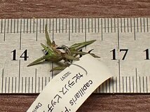 Tillandsia capillaris 'Pitch Fork' チランジア・カピラリス ピッチフォーク■エアプランツDF_画像2