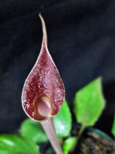 Cryptocoryne zukalii Red