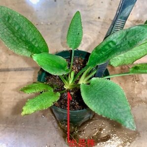 Cryptocoryne thwaitesii Green (Type Ⅰ)の画像5