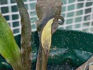 Cryptocoryne albida Phang Nga[R0818-01]