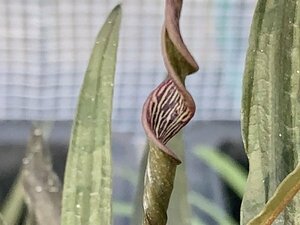 Cryptocoryne crispatula var. crispatula, Loei river production 