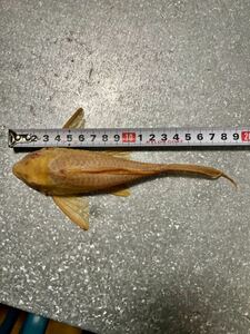 アルビノセルフィンプレコ20cm± 熱帯魚 大型魚 1匹