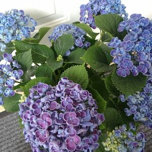 母の日ギフト◆ボリューム満点　立派な株立ち◆花びらが特徴的な素敵な藍色　ポップコーンアジサイ◆おたふく紫陽花　プレゼント　送料無料