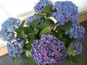 2本◆挿し木・挿し穂用◆ボリューム満点　立派な株立ち◆花びらが特徴的な素敵な藍色　ポップコーンアジサイ◆おたふく紫陽花