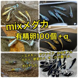 [こらたメダカ] mixめだか　ランダムミックス有精卵100個＋α めだかの卵 メダカ