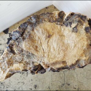 Bana8◆珪化木 化石木 木化石 化石 コレクション インテリアの画像5