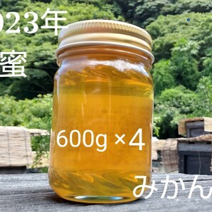 【非加熱、純粋はちみつ】スッキリとした甘さとほのかな酸味が人気な希少蜂蜜「みかん蜜」600g×4本 2400g 国産蜂蜜 完熟 天然