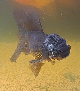 パンダブラックオランダ獅子頭 約10センチほど 珍しい かわいい 【Happy aquarium】