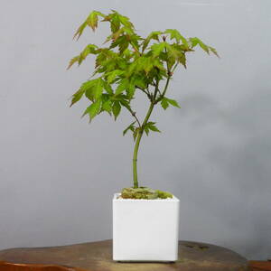 [ one . gardening ]. leaf * maple * shohin bonsai 05* shape excellent . one goods. *