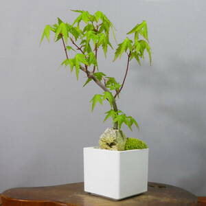 [ one . gardening ]. leaf * maple * shohin bonsai 07* shape excellent . one goods. *