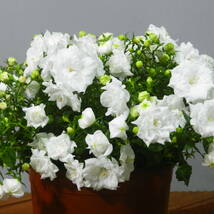 【一起園芸】カンパニュラ「ホワイトライクミー」鉢花◆白花八重咲・花が沢山咲きます◆ _画像3