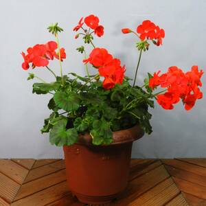 【一起園芸】ゼラニウム赤花・8号鉢◆花が良く咲きます◆