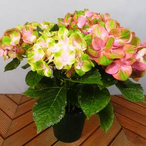 [ one . gardening ] hydrangea [ magical * hyde Ran jia] flower pot 03* beautiful flower color. *