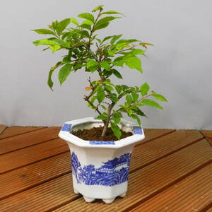 [ one . gardening ]..keyaki* shohin bonsai 02* possible love appear shohin bonsai. *