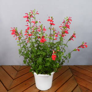[ one . gardening ]sa ruby a[ micro filler * hot lips ] flower pot 05* enduring cold . enduring hot . equipped *