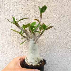 〇　アデニウム アラビカム Adenium arabicum　〇　コーデックス　バオバブ