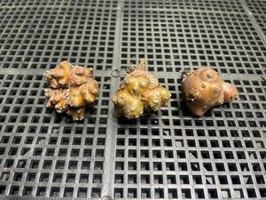 　多肉植物サボテン塊根植物 貴重　オトンナ カカリオイデス 5年【実生】　3株セット　発根済 2