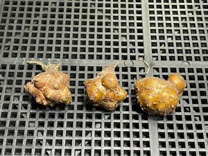 　多肉植物サボテン塊根植物 貴重　オトンナ カカリオイデス 5年【実生】　3株セット　発根済 3