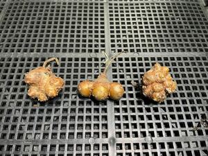 　多肉植物サボテン塊根植物 貴重　オトンナ カカリオイデス 5年【実生】　3株セット　発根済 4