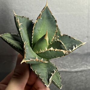 多肉植物 【特選】 アガベ agave titanota チタノタ『狼人』 1の画像3