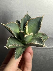 多肉植物　【特選】　アガベ　agave titanota チタノタ『狼人』　1