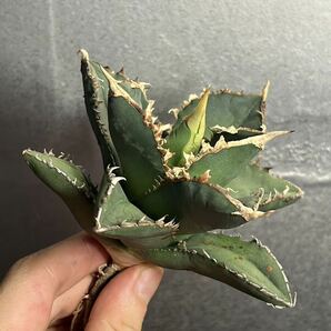 多肉植物 【特選】 アガベ agave titanota チタノタ『狼人』 3の画像1