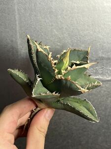 多肉植物　【特選】　アガベ　agave titanota チタノタ『狼人』　3