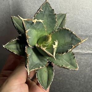 多肉植物 【特選】 アガベ agave titanota チタノタ『狼人』 3の画像6