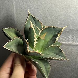 多肉植物 【特選】 アガベ agave titanota チタノタ『狼人』 3の画像4