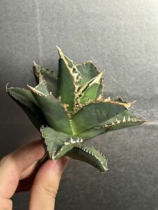 多肉植物　【特選】　アガベ　agave titanota チタノタ『狼人』　4