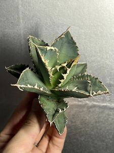 多肉植物　【特選】　アガベ　agave titanota チタノタ『狼人』　⑤