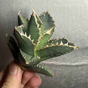 多肉植物 【特選】 アガベ agave titanota チタノタ『狼人』 8の画像1