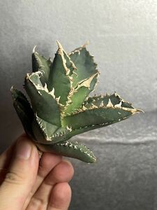 多肉植物　【特選】　アガベ　agave titanota チタノタ『狼人』　8