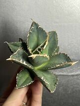 多肉植物　【特選】　アガベ　agave titanota チタノタ『狼人』　9_画像5