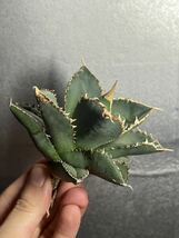 多肉植物　【特選】　アガベ　agave titanota チタノタ『狼人』　9_画像2