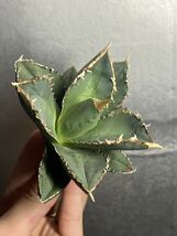 多肉植物　【特選】　アガベ　agave titanota チタノタ『狼人』　9_画像6