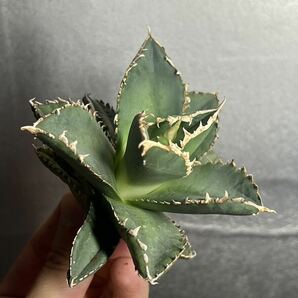 多肉植物 【特選】 アガベ agave titanota チタノタ『狼人』 10の画像3