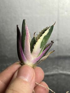多肉植物　【特選】　アガベ　agave titanota チタノタ『スナグルトゥース』　4