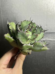 多肉植物　【特選】　アガベ　agave titanota チタノタ『黒鯨』　特上状態6