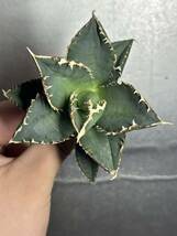 多肉植物　【特選】　アガベ　agave titanota チタノタ『狼人』　4_画像1